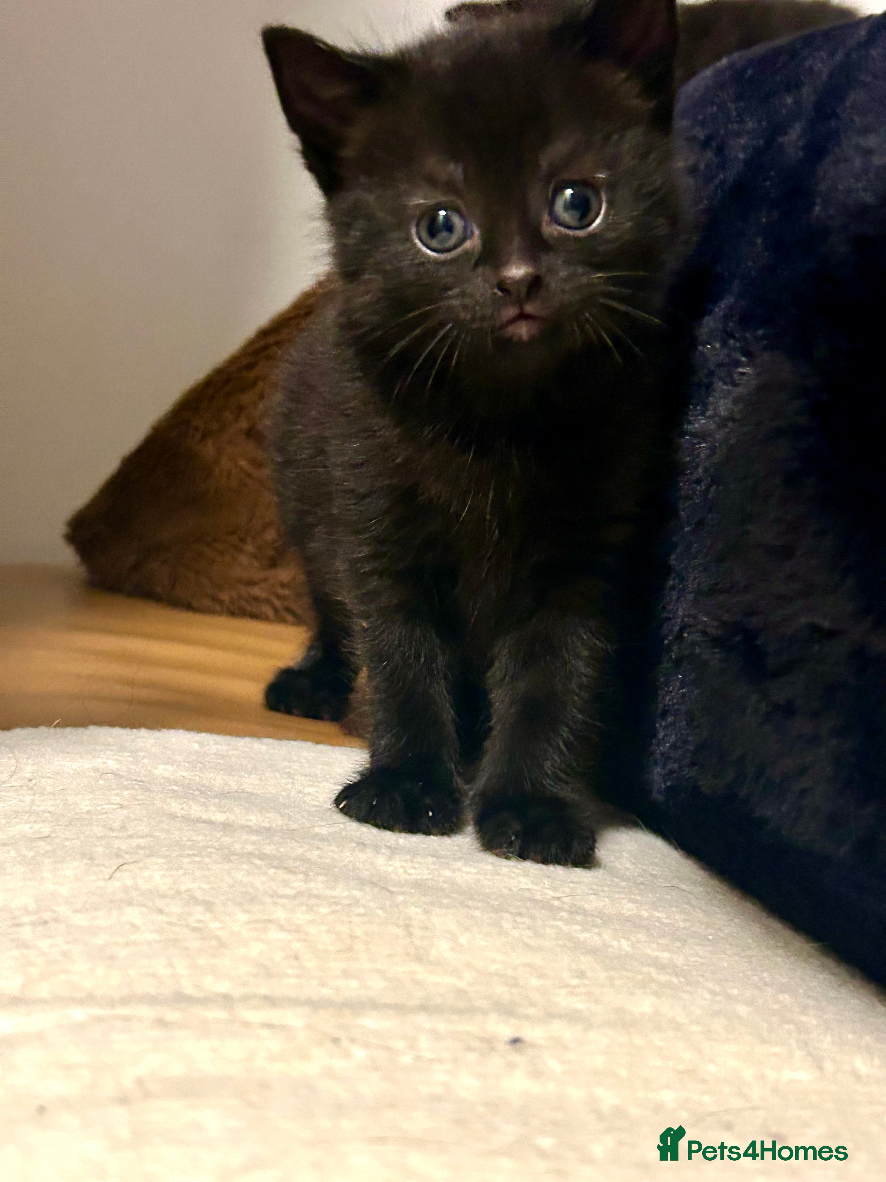 Ragdoll cats RUSSIAN DOLL kittens  - Advert 5