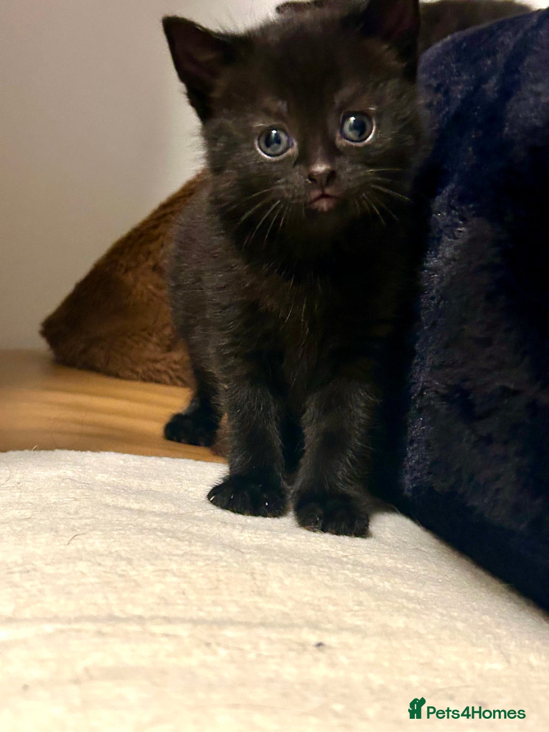 Ragdoll cats for sale: RUSSIAN DOLL kittens (1 left) - Advert 2