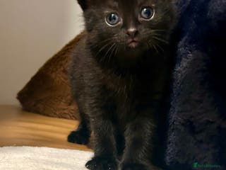 Ragdoll cats RUSSIAN DOLL kittens - Advert 5