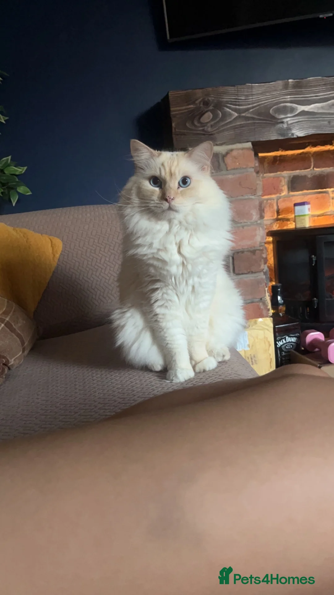 Ragdoll cats for sale: 2x RagdollxPersian Pairs in Mansfield - Advert 28