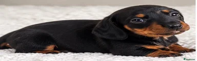 Miniature Dachshund 2