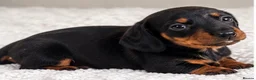 Miniature Dachshund dogs for sale: Miniature dachshund puppies - Advert 8