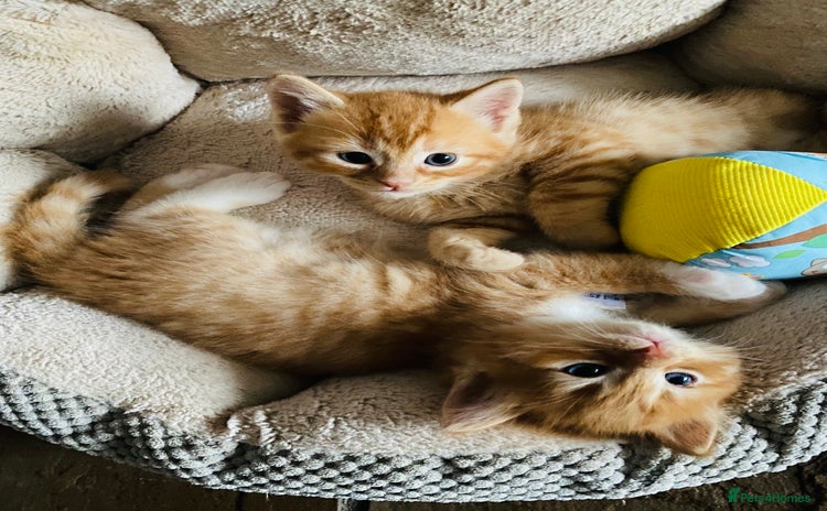 Ragcoon cats - Advert 1