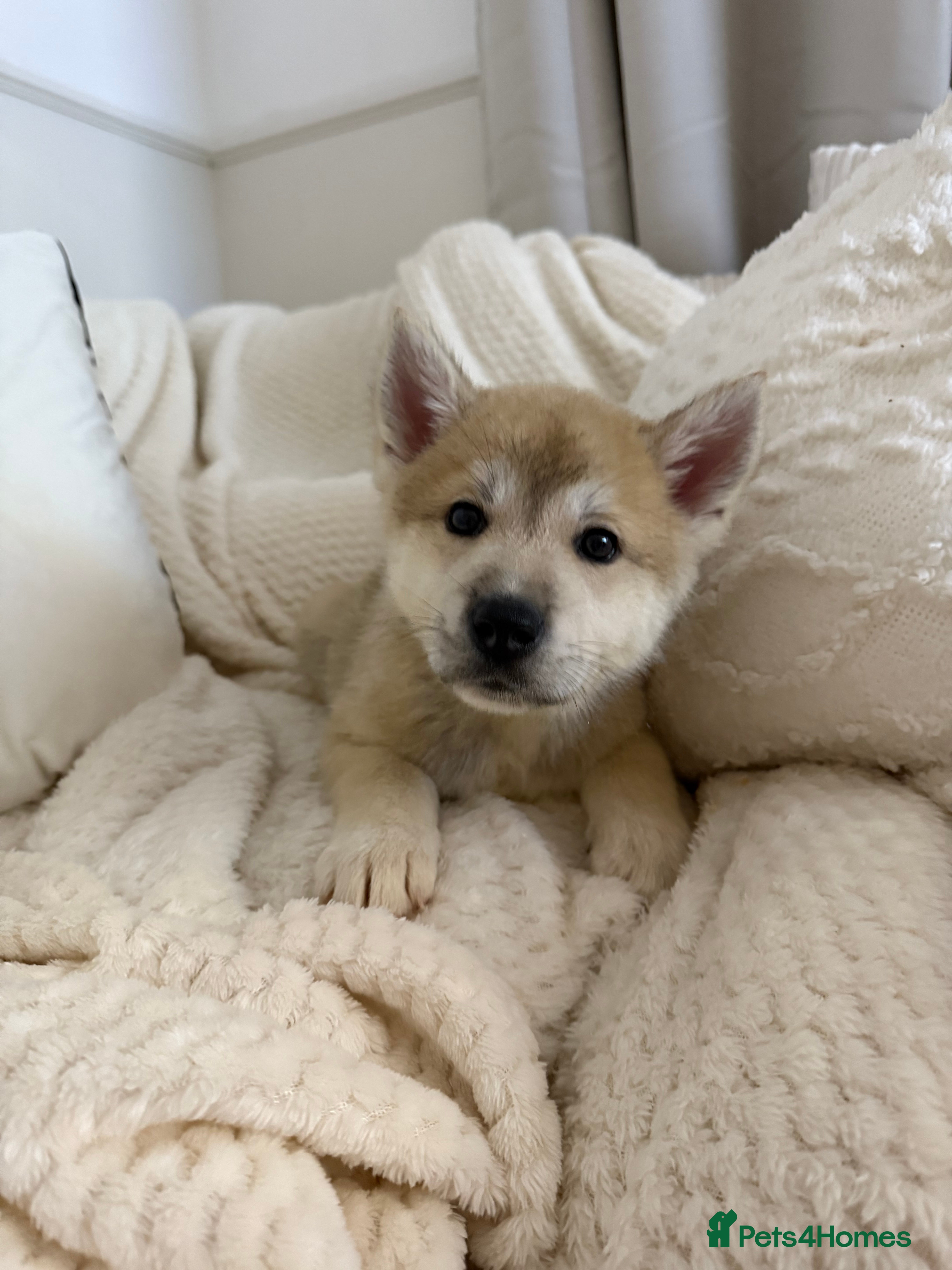 Huskita dogs Gorgeous Huskita Puppies READY 20th Dec - Advert 1