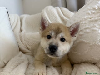 Huskita dogs Gorgeous Huskita Puppies READY 20th Dec - Advert 1