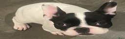 French Bulldog dogs for sale: Beautiful frenchie girl - Advert 4