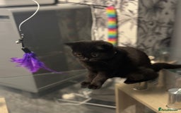 British Shorthair cats for sale: Black short hair kitten  - Image 7