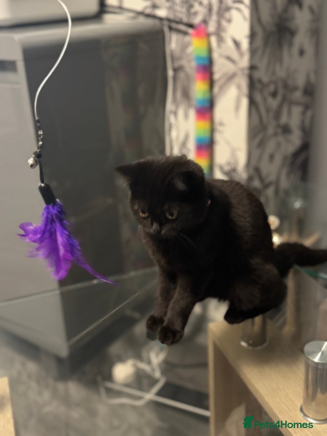 British Shorthair cats for sale: Black short hair kitten  - Image 7