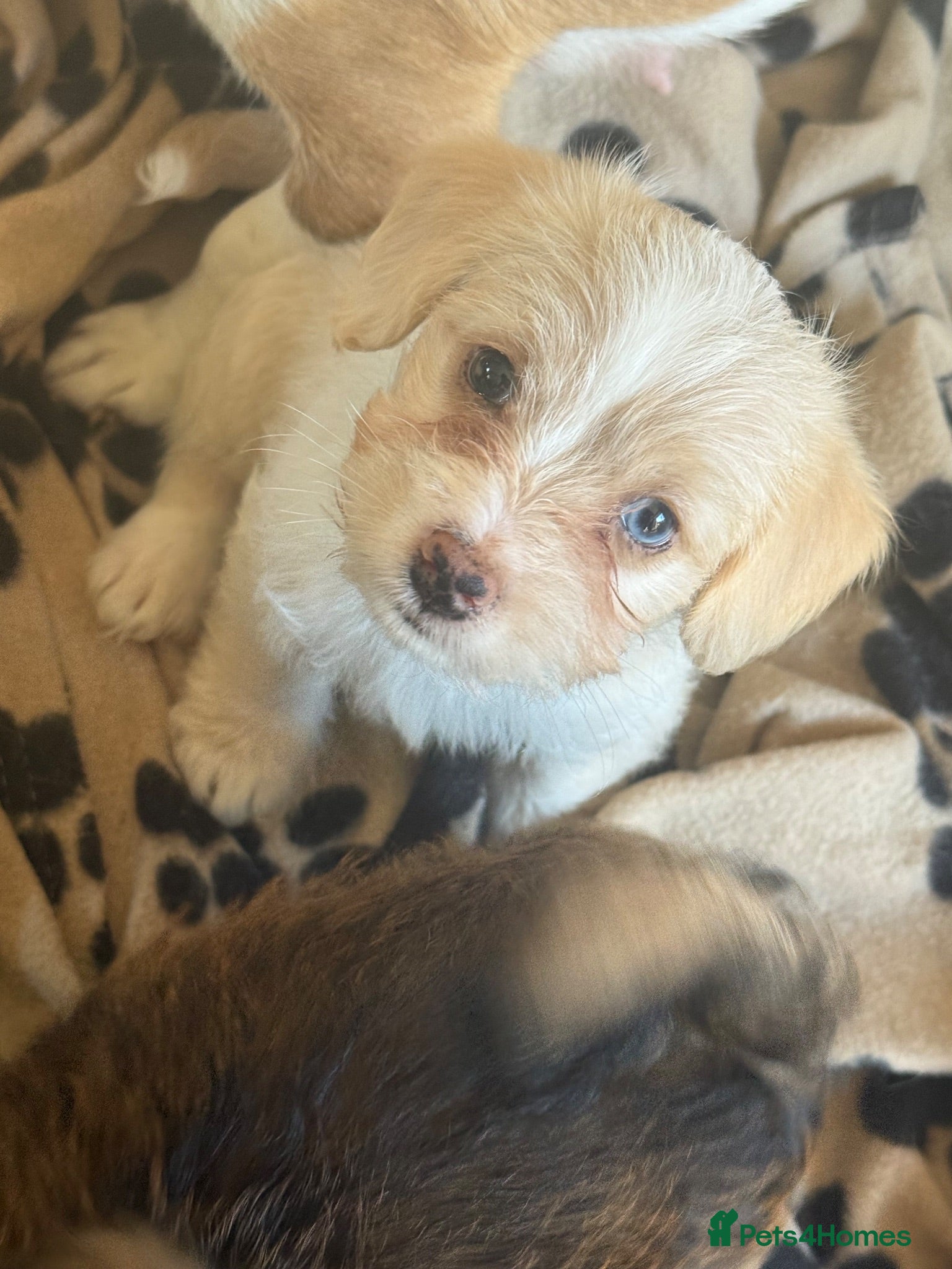 Jackapoo dogs Beautiful litter of f1 jackapoo puppies  - Advert 1