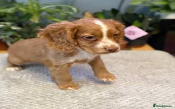 Cocker Spaniel dogs for sale: Four beautiful *working* cocker spaniel puppies - Advert 10