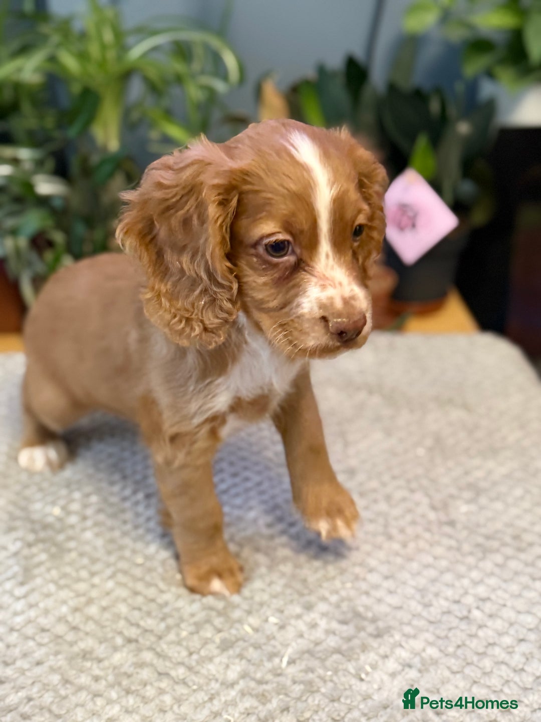 Cocker Spaniel dogs for sale: Four beautiful *working* cocker spaniel puppies - Advert 10