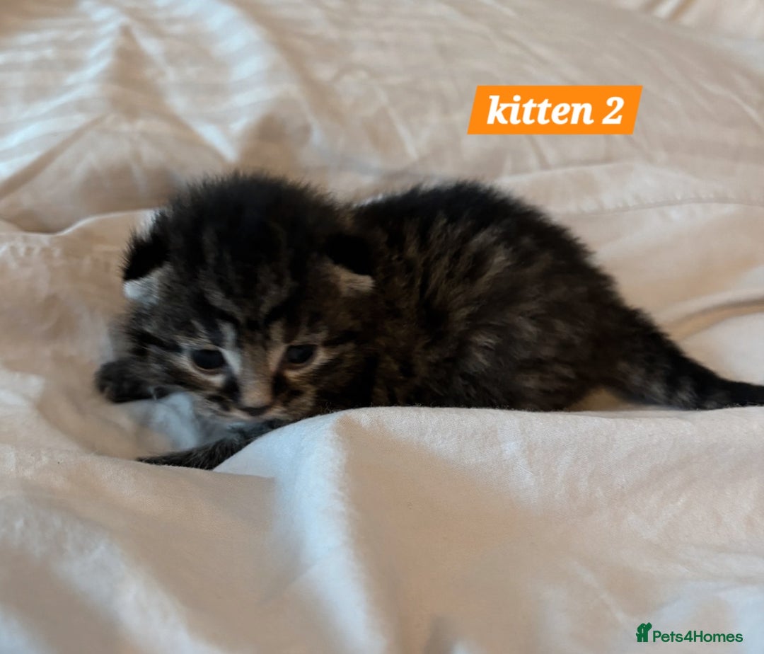 Scottish Fold cats for sale: Stunning Smoky Grey Kittens - Advert 9