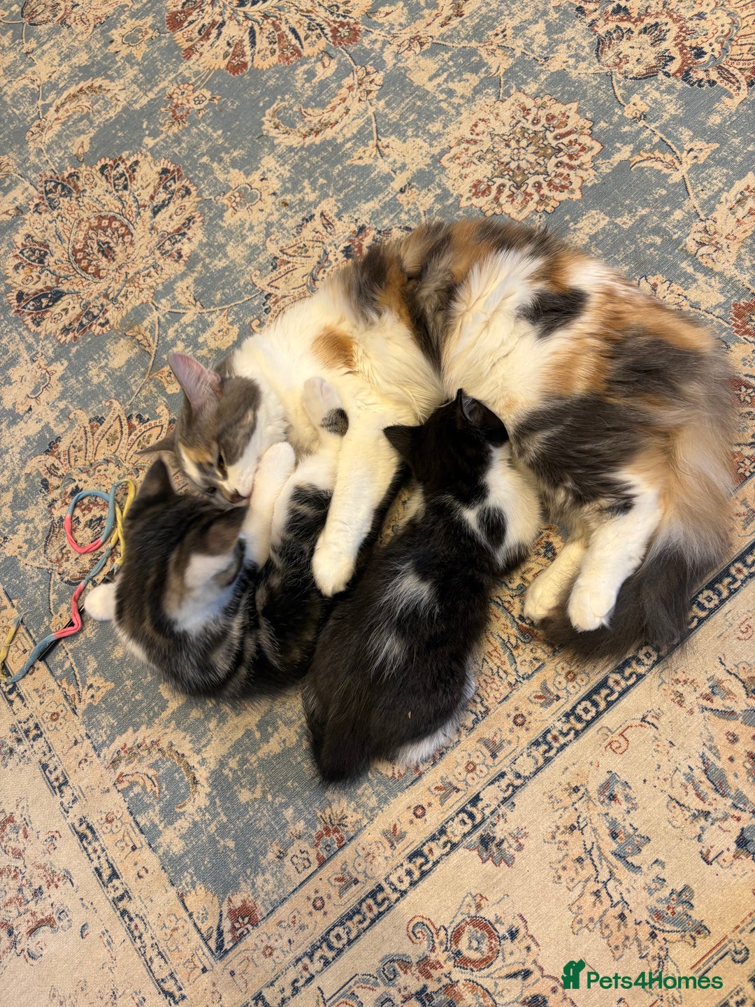 Mixed Breed cats for sale: 2 beautiful Kittens, 1 boy  1 girl - Advert 3