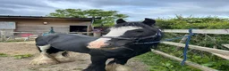 Irish Cob horses for sale: here is wreck it Ralph 🤍 - Advert 2
