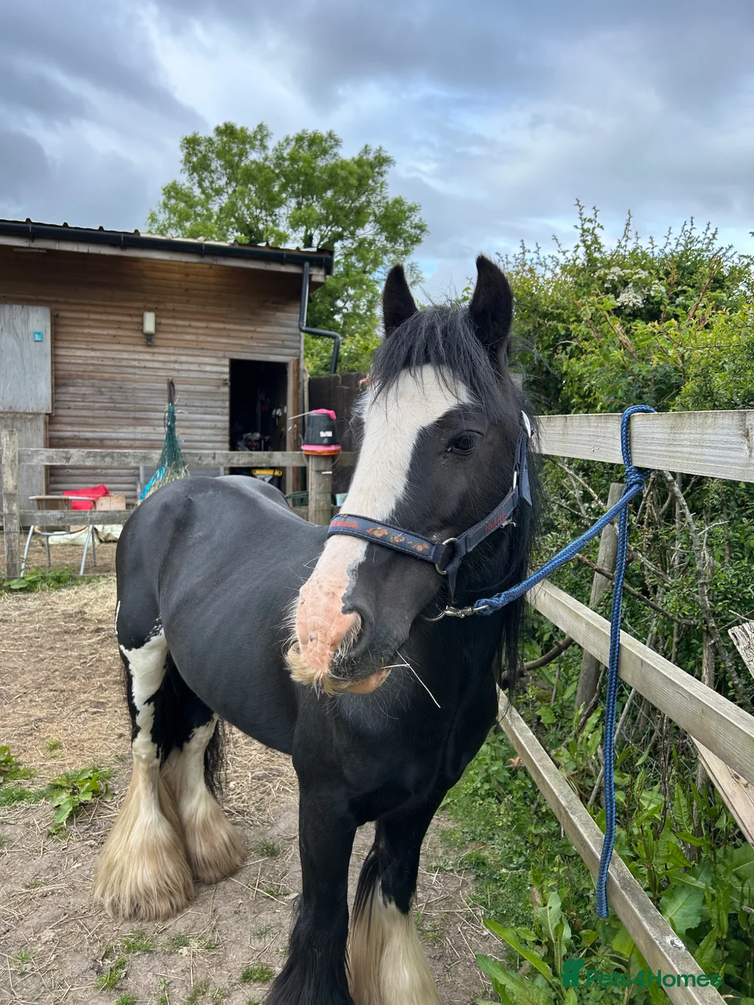 Irish Cob horses for sale: here is wreck it Ralph 🤍 - Advert 2