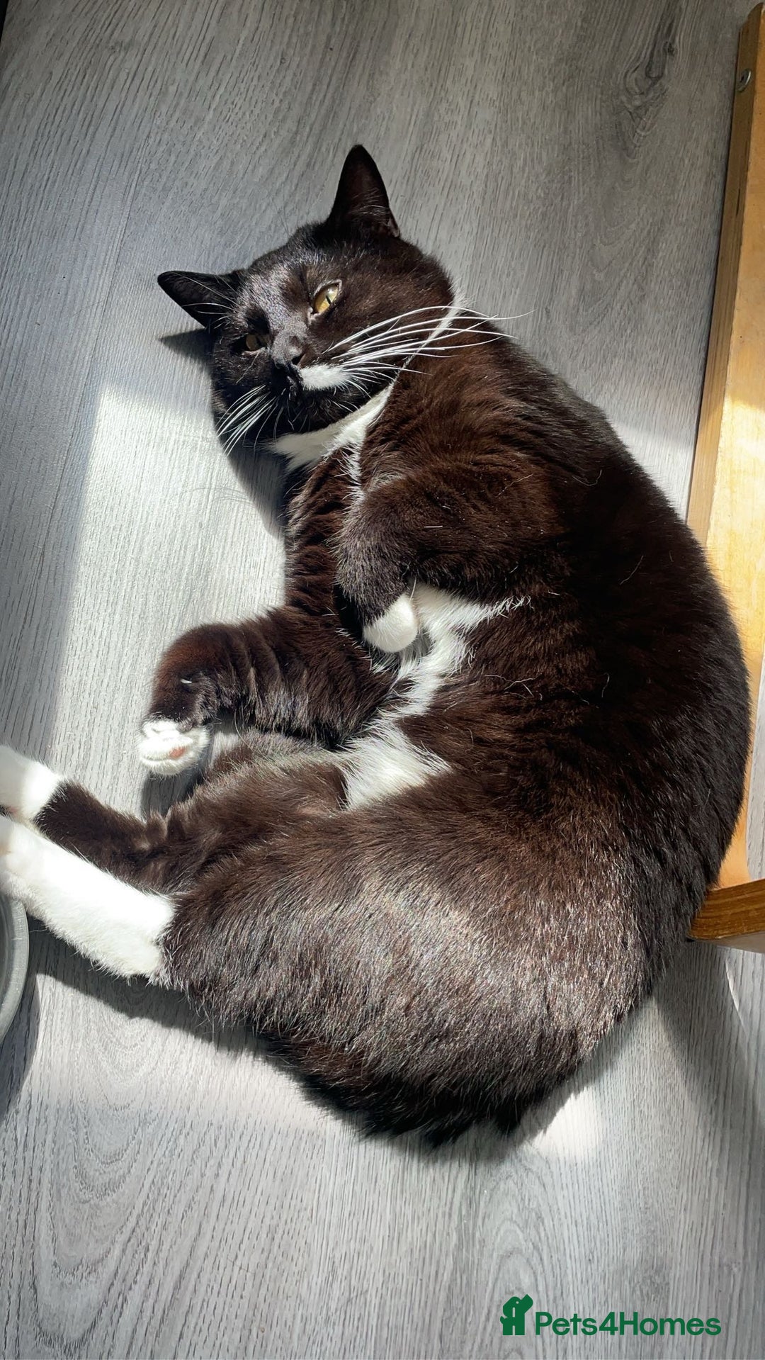 British Longhair cats for sale: Male cat  - Advert 1