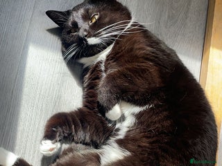 British Longhair cats Male cat - Advert 1