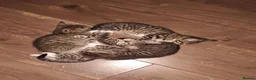 Mixed Breed cats for sale: Tabby torty cross in Derby - Advert 4