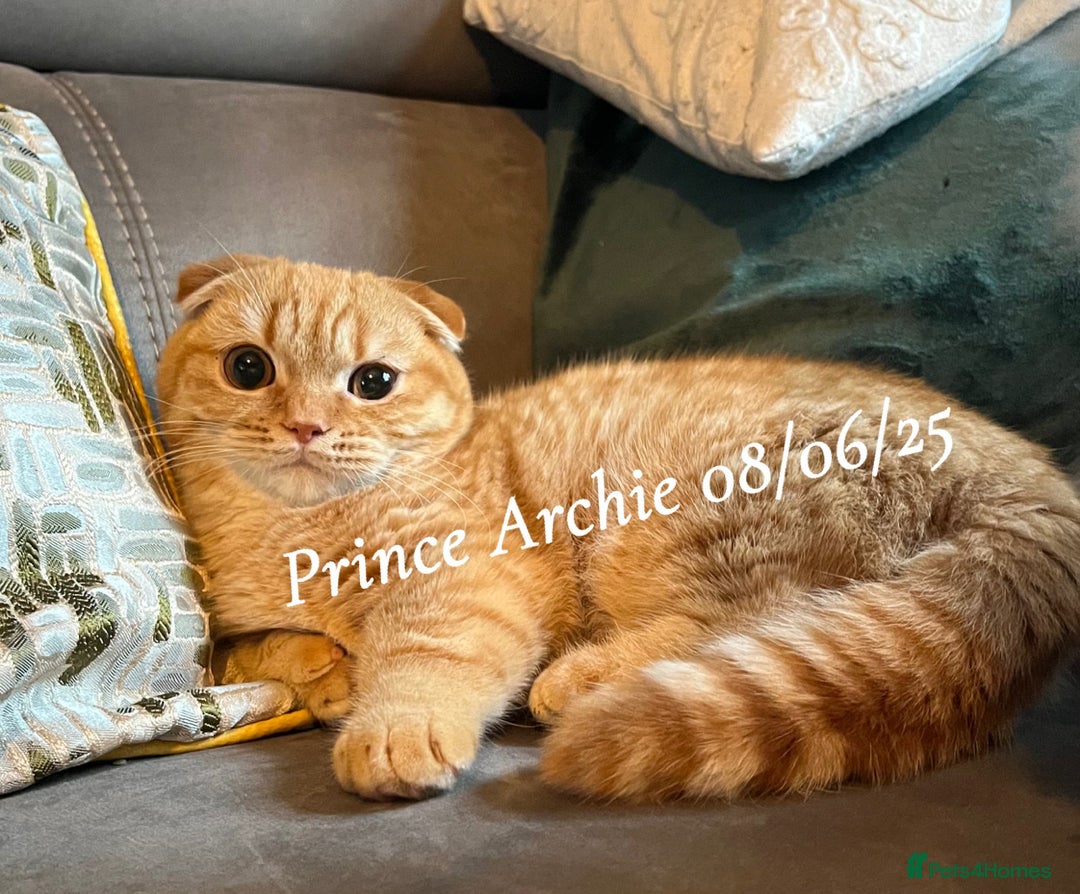 Munchkin cats for sale: Quality & Extremely Rare Persian Napoleon Minuets - Advert 12