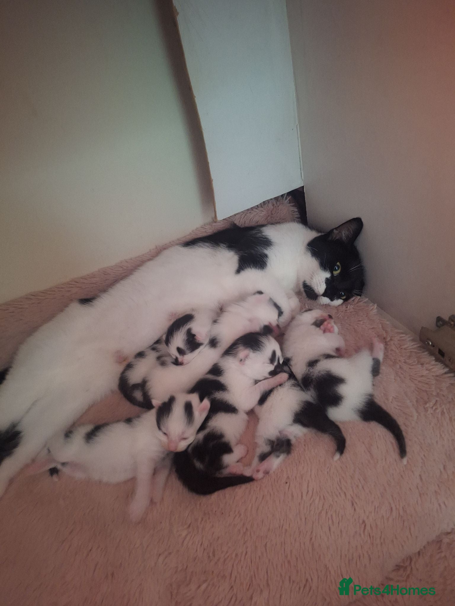 Mixed Breed cats 5 beautiful kittens ready to go! - Advert 7