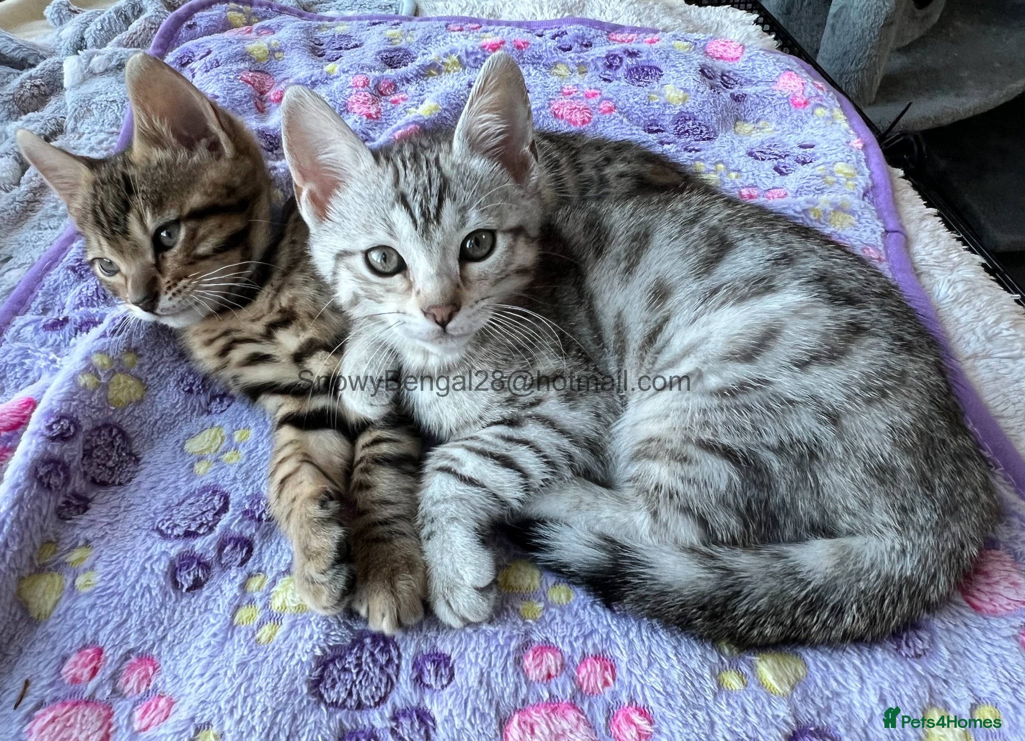 Mixed Breed cats Bengal/Maine coon hybrid silver and brown kittens - Advert 3