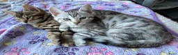 Mixed Breed cats for sale: Bengal/Maine coon hybrid silver and brown kittens in Solihull - Advert 16