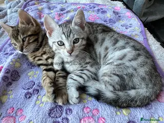 Mixed Breed cats Stunning Bengal silver and brown Rosetted kittens - Advert 1