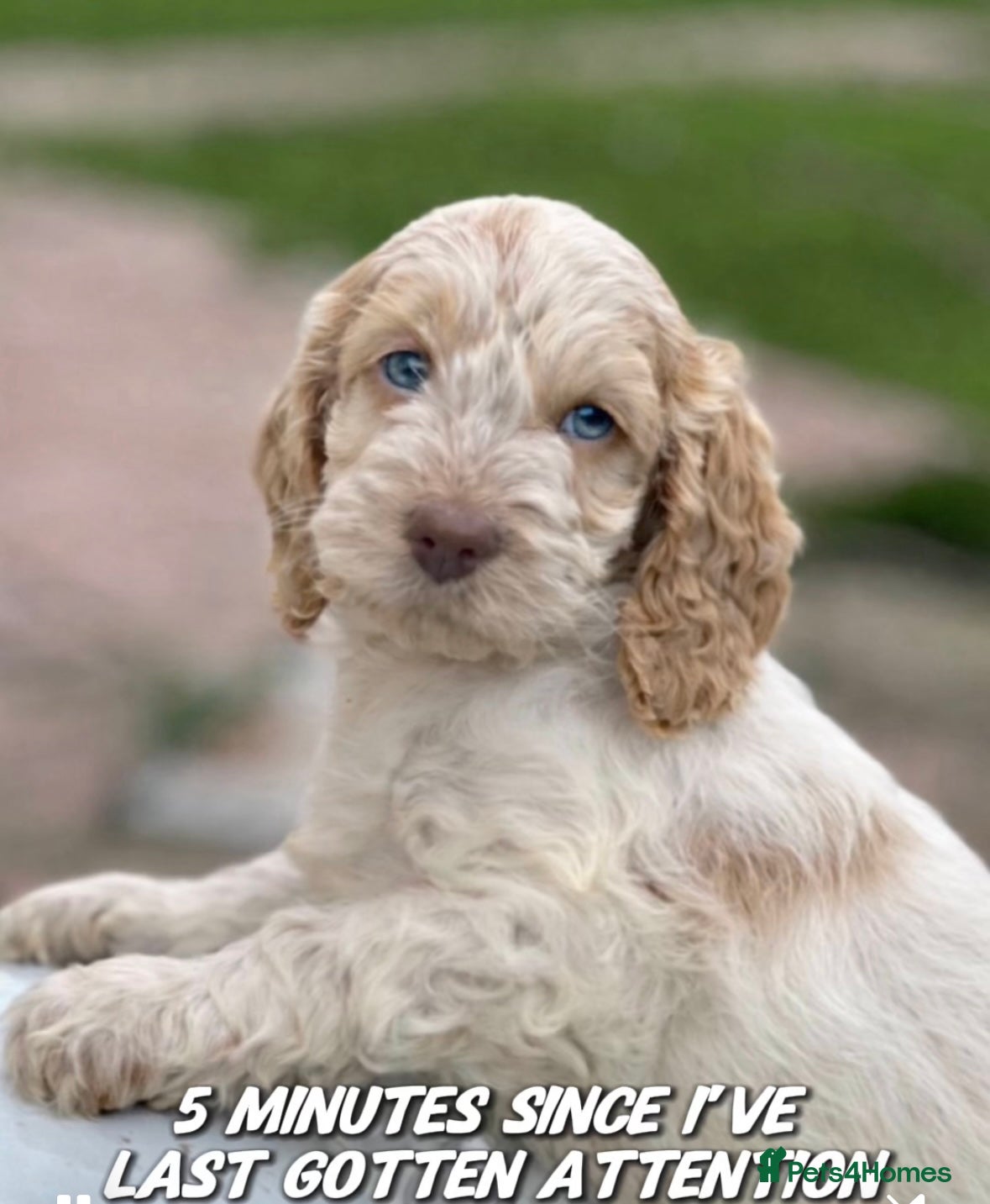 Cockapoo dogs Fabulous F1 cockapoos - Advert 1