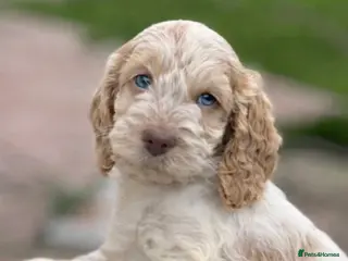 Cockapoo dogs Fabulous F1 cockapoos - Advert 1