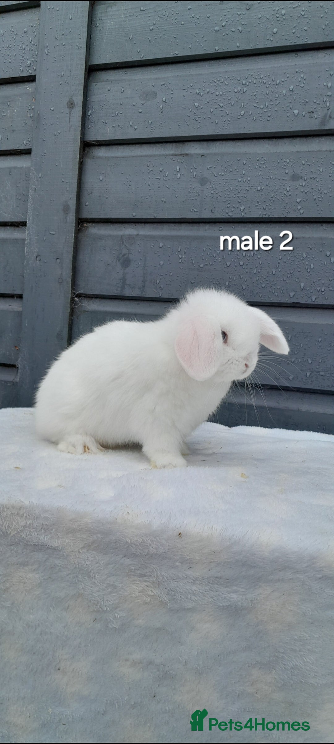 Mini Lop rabbits for sale: Purebred mini lops ready now  - Advert 5