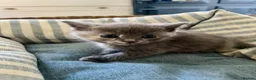 Ragdoll cats for sale: Pretty ragdoll X short hair friendly girl kittens  - Advert 17