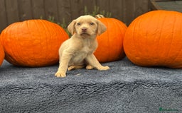 Labrador Retriever dogs for sale: stunning Lab Puppies Rare Colours & Family Raised - Image 13