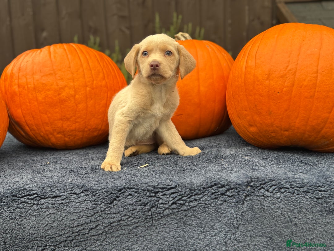 Labrador Retriever dogs for sale: stunning Lab Puppies Rare Colours & Family Raised - Image 13