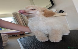 Miniature Poodle dogs for sale: Beautiful KC registered miniature poodles  - Image 22