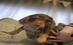Dachshund dogs for sale: Adorable Dachshund Puppies for Sale - Image 6