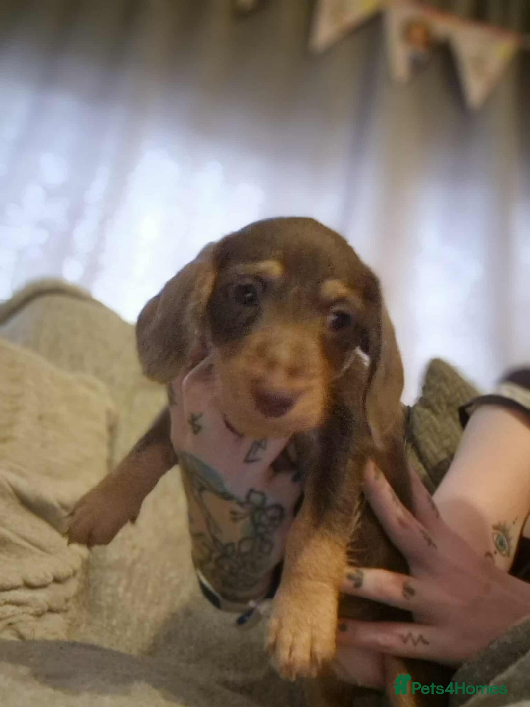 Dachshund dogs for sale: Adorable Dachshund Puppies for Sale - Image 6
