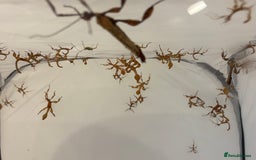 Stick Insects invertebrates for sale: Giant prickly stick insects - Box of 5 - Image 6