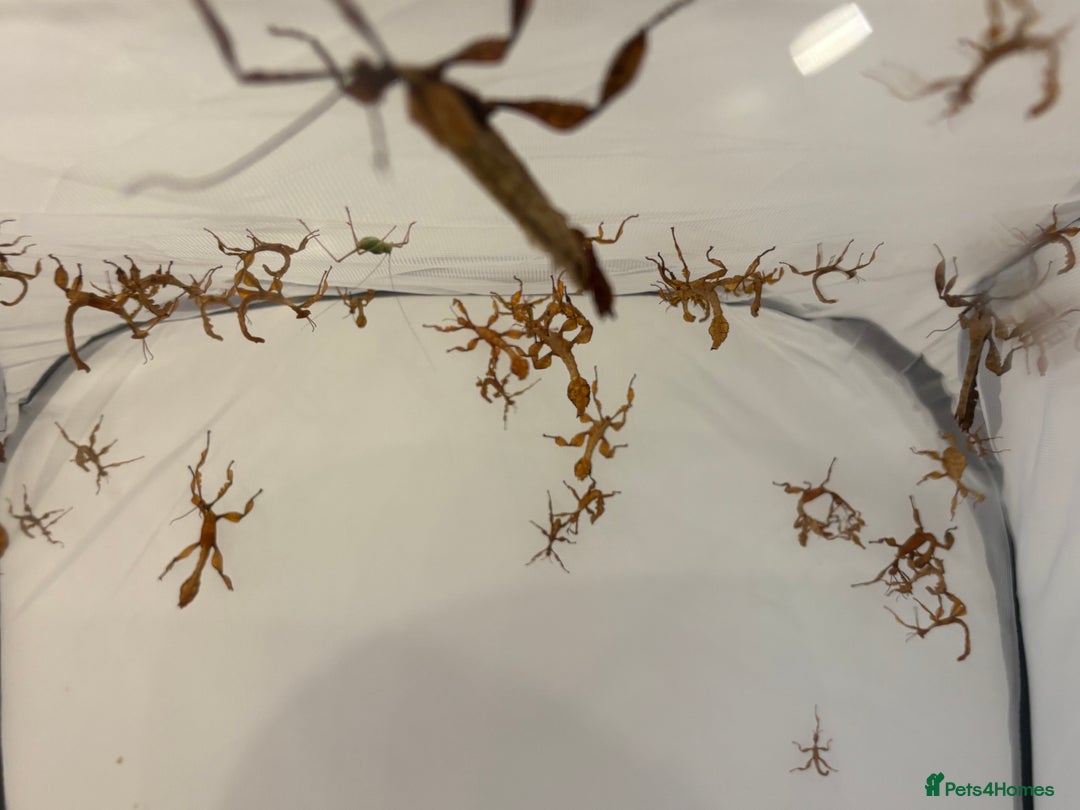 Stick Insects invertebrates for sale: Giant prickly stick insects - Box of 5 - Image 6