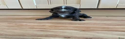 Cocker Spaniel dogs for sale: Beautiful working cocker spaniel puppies  - Advert 9