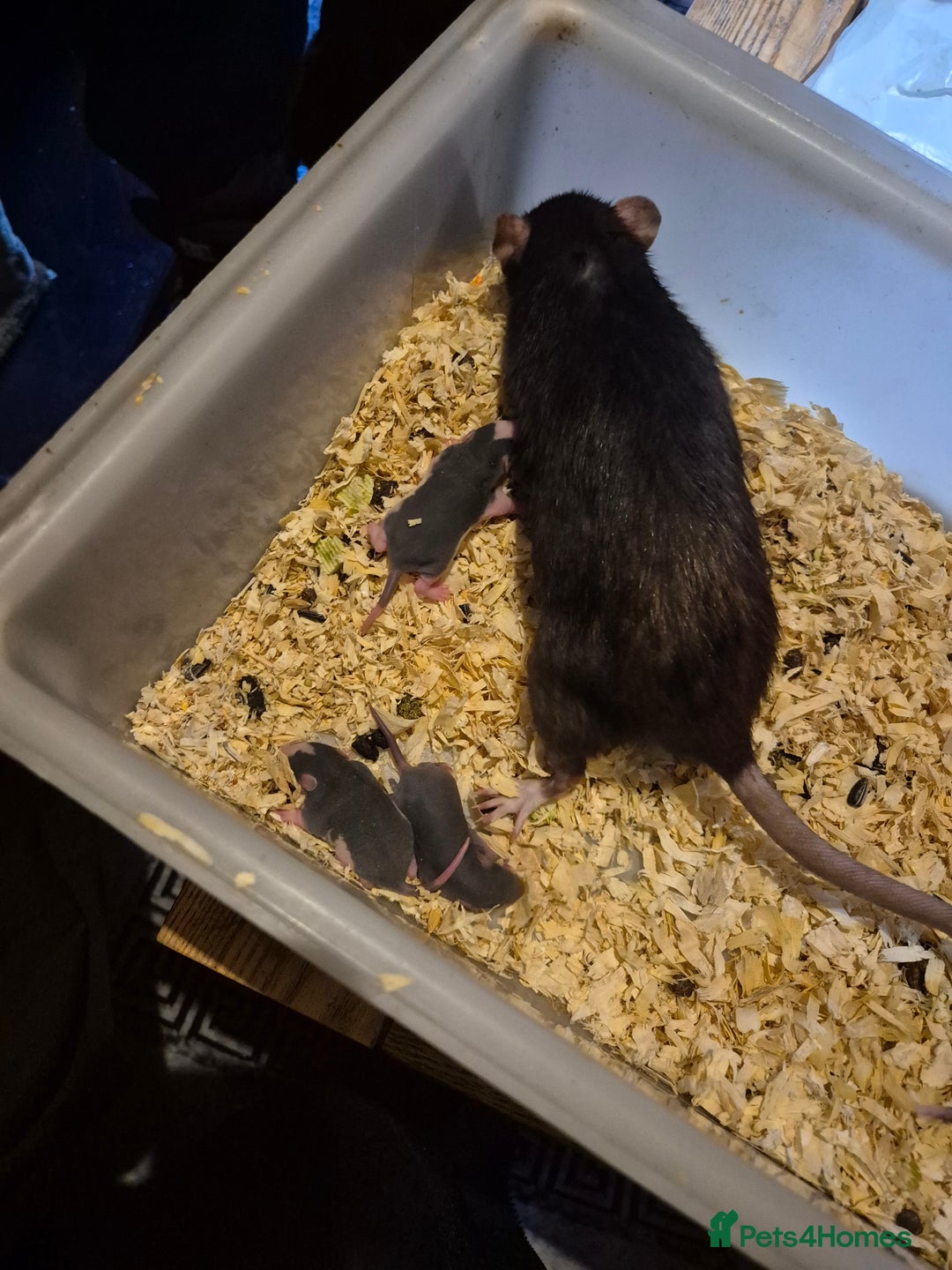Rat rodents for sale: Beautiful babies for sale  - Advert 4