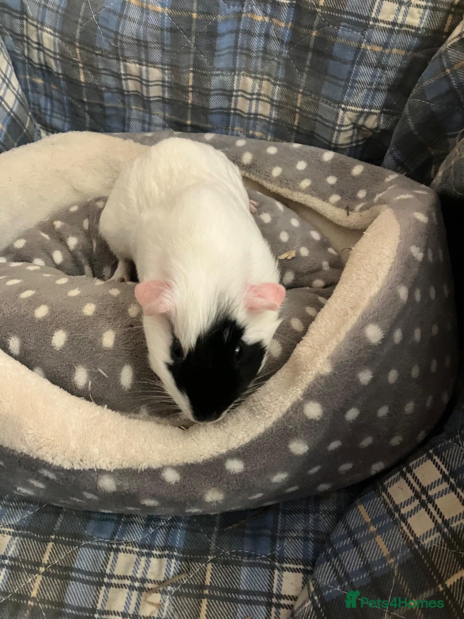 Guinea Pig rodents for sale: Lots of lovely baby guinea pigs - Advert 4