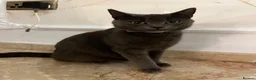 Mixed Breed cats for sale: 3 domestic shorthairs  - Advert 6