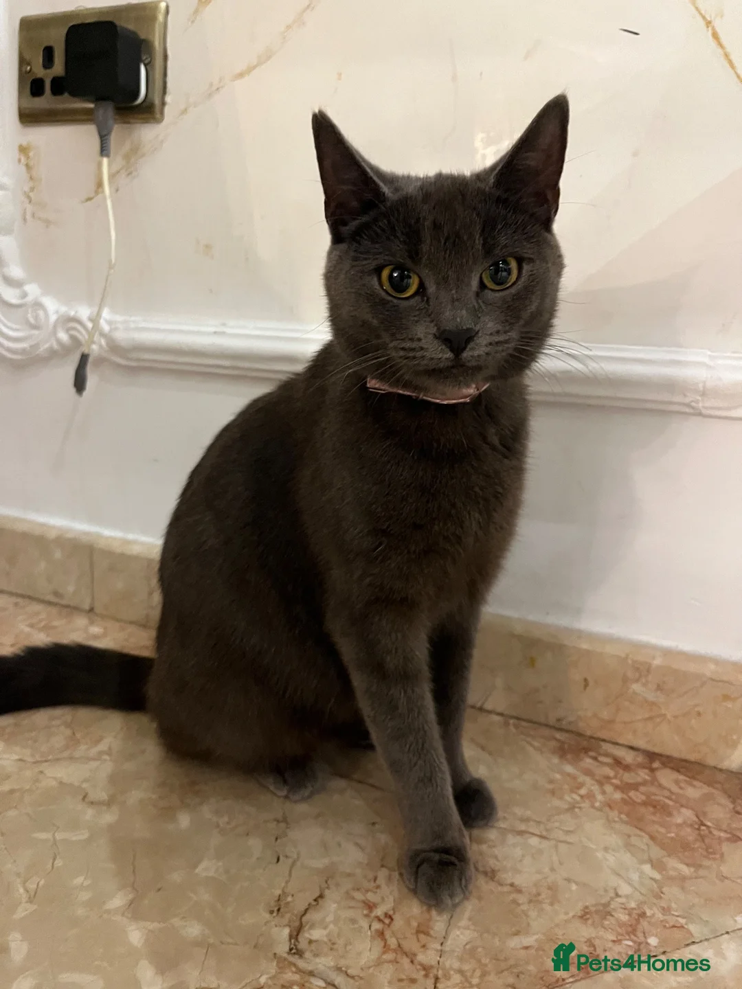 Mixed Breed cats for sale: 3 domestic shorthairs  - Advert 6