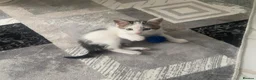 European cats for sale: Adorable male kitten in Bexleyheath - Advert 9