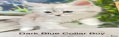 Dark Blue Collar Boy