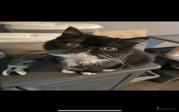 Persian cats for sale: Persian exotic cats - new homes needed - Image 15