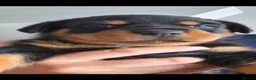 Rottweiler dogs for sale: Forever home  in Plymouth - Advert 9