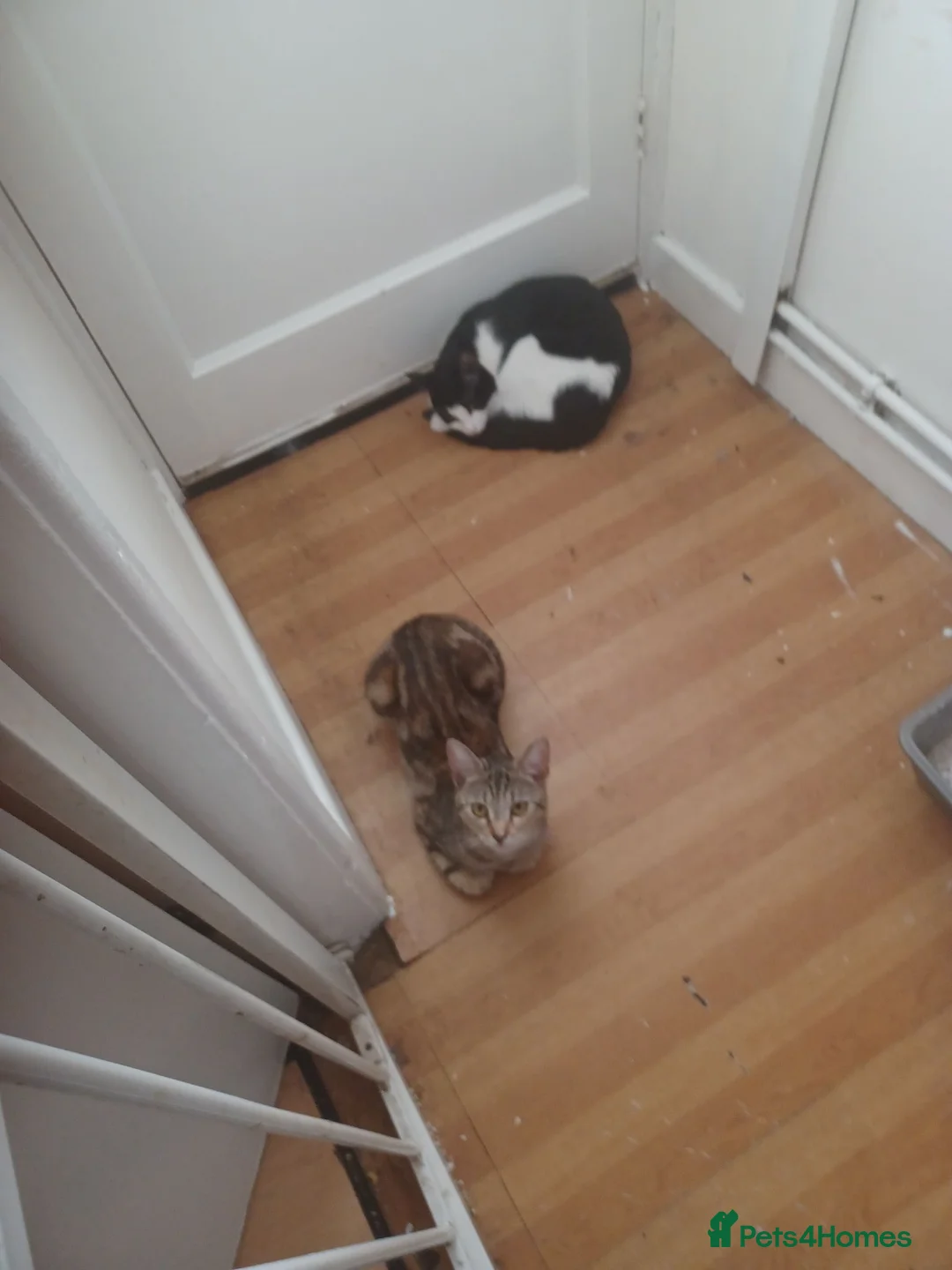 Bengal cats for sale: FREE to good home. 2 female cats - Advert 1