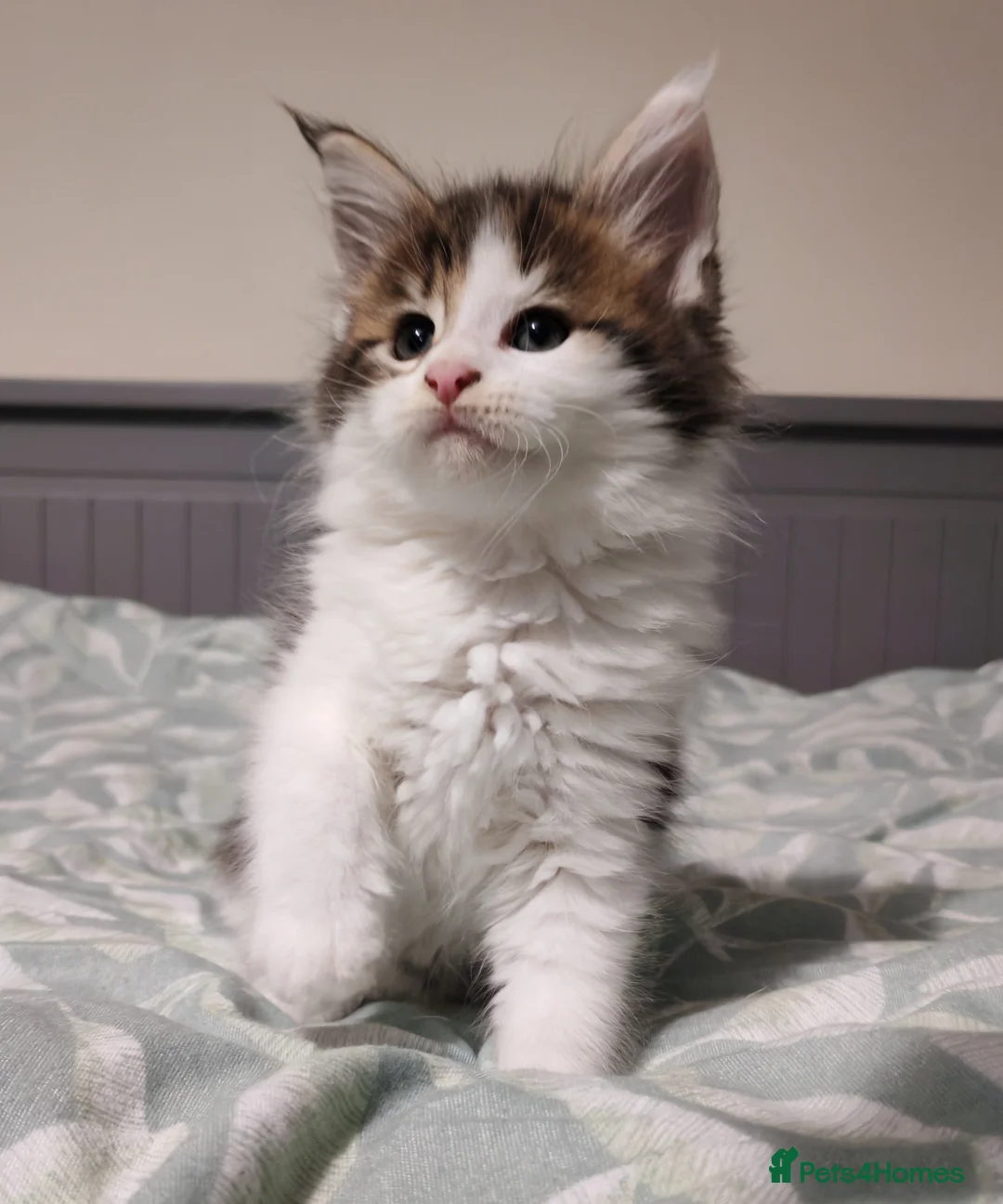 Maine Coon cats for sale: Maine coon kittens  - Advert 9