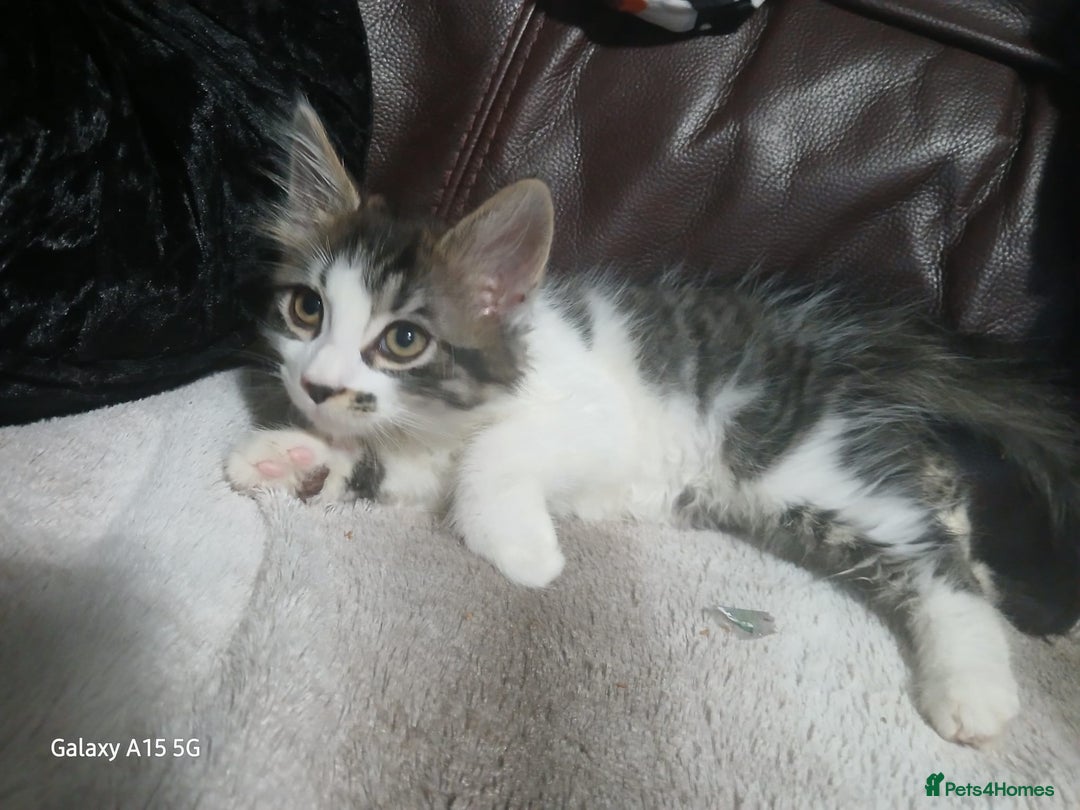 Mixed Breed cats for sale: Gorgeous fluffy princess  - Image 7